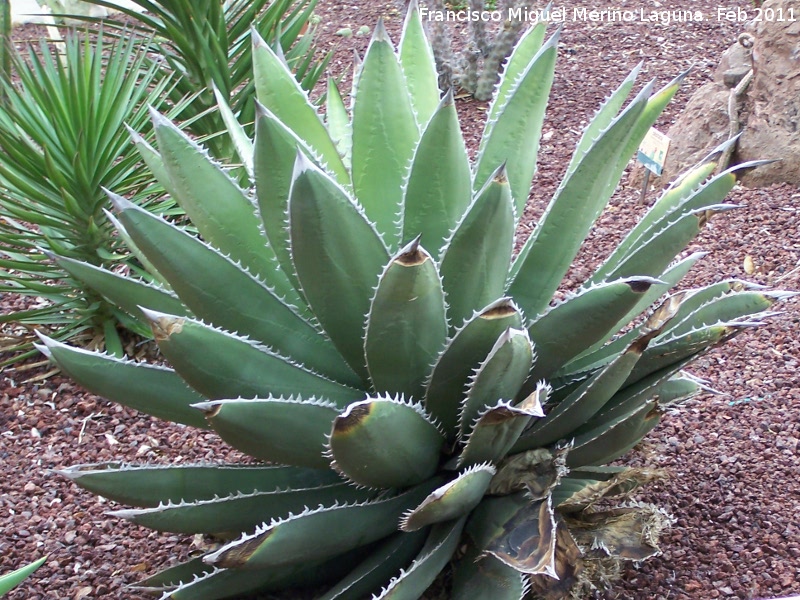 Cactus Agave triangular - Cactus Agave triangular. Tabernas