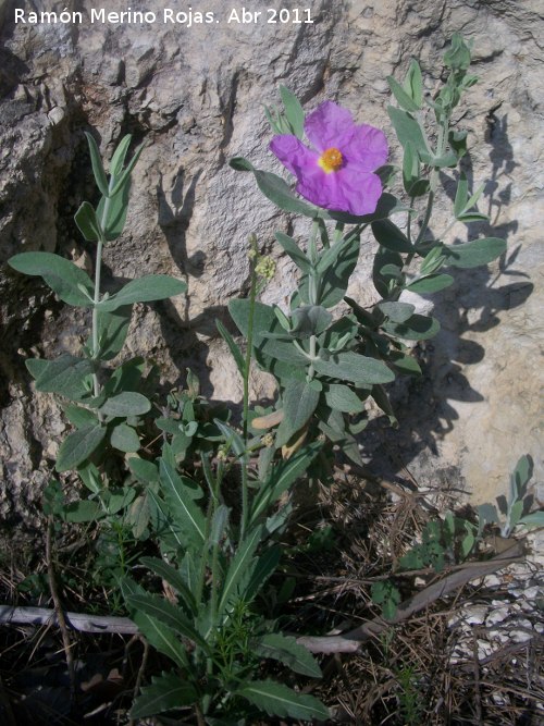 Jara blanca - Jara blanca. Cruz de la Chimba - Jan