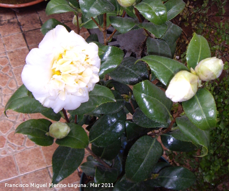 Camelia - Camelia. Navas de San Juan