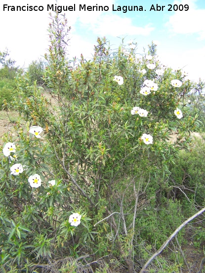 Jara pringosa - Jara pringosa. Vilches