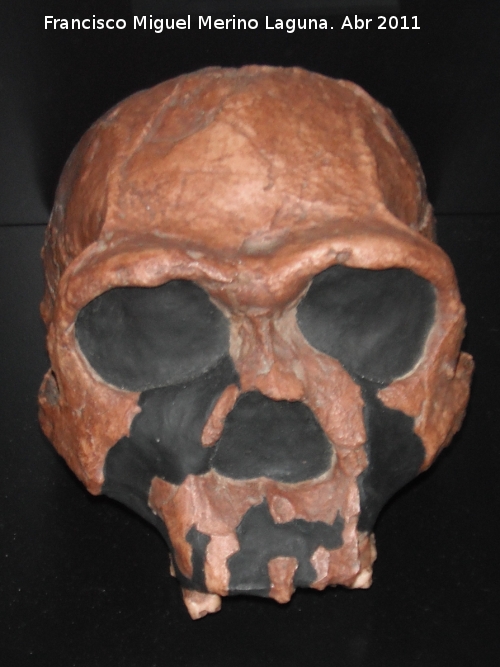 Homo ergaster - Homo ergaster. Koobi Fora - Kenya