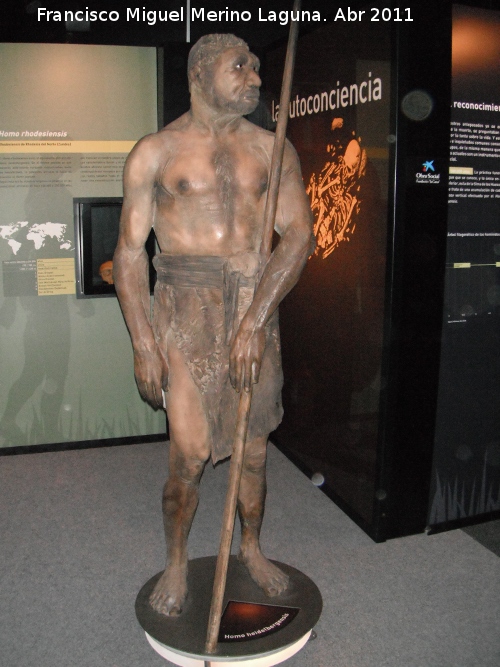 Homo heidelbergensis - Homo heidelbergensis. 