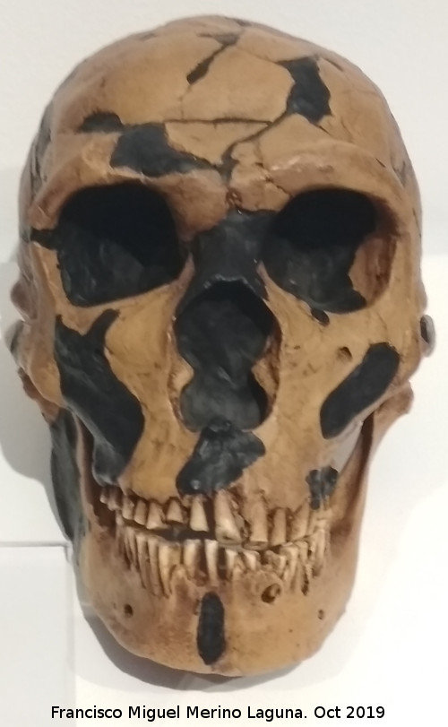 Homo neanderthalensis - Homo neanderthalensis. Reproducci�n del cr�neo de la Ferrasie 1. Descubierto en la Dordo�a Francia en 1929. Paleom�gina - Bedmar