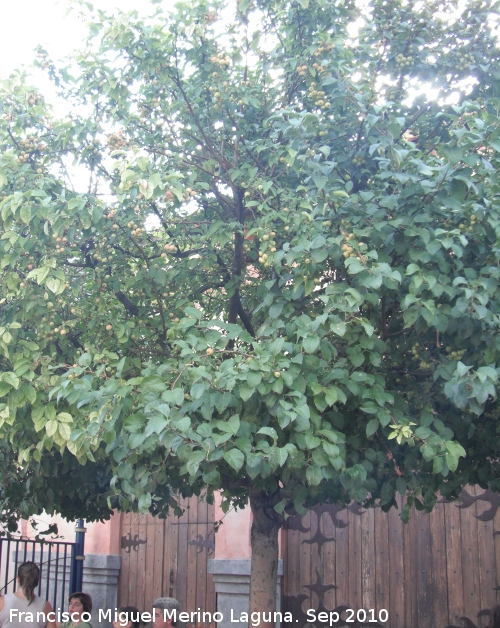 Manzano de flor - Manzano de flor. San Martn de la Vega