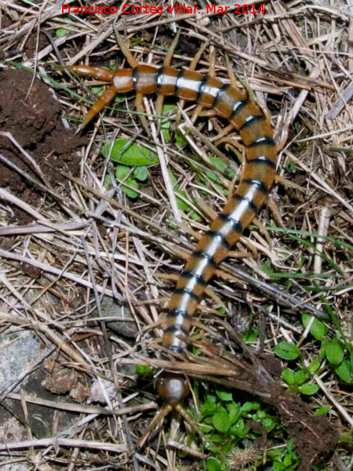 Escolopendra - Escolopendra. 