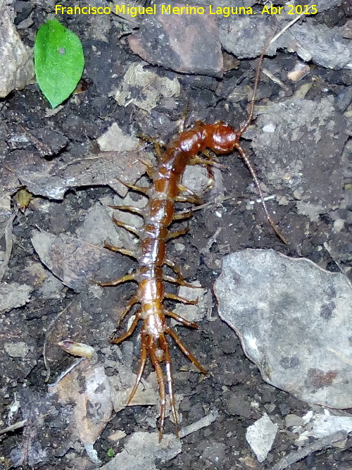 Escolopendra - Escolopendra. Collado de la Aviacin - Santa Elena