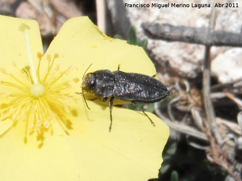 Escarabajo Amthaxia - Escarabajo Amthaxia. Cerro Montaes - Jan