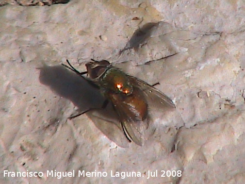 Mosca Rhynchomyia - Mosca Rhynchomyia. Segura de la Sierra