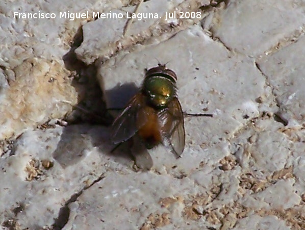 Mosca Rhynchomyia - Mosca Rhynchomyia. Segura de la Sierra