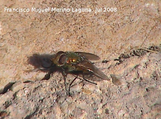 Mosca Rhynchomyia - Mosca Rhynchomyia. Segura de la Sierra