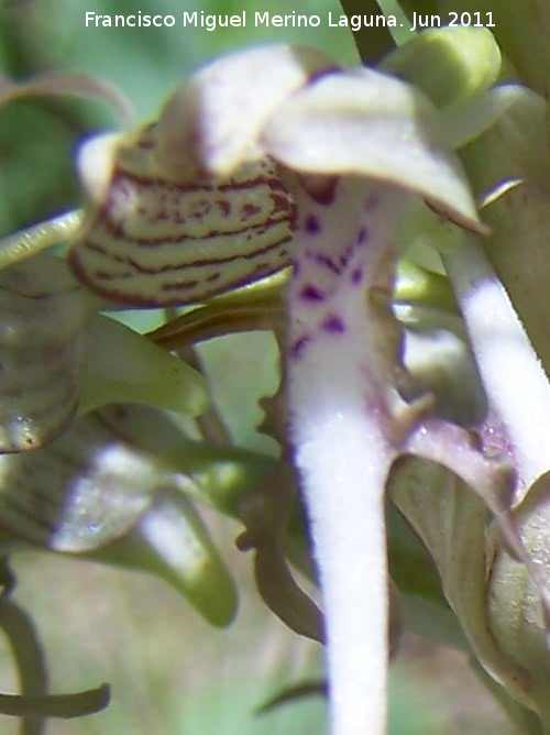 Orqudea del lagarto - Orqudea del lagarto. La Hoya - Jan