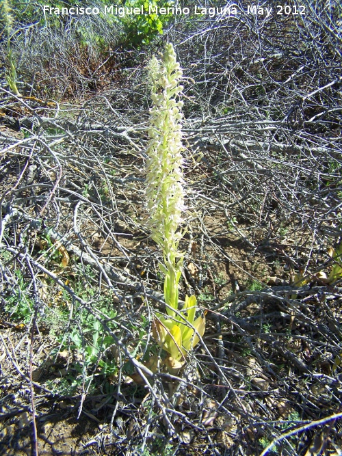 Orqudea del lagarto - Orqudea del lagarto. Tajos de San Marcos - Alcal la Real