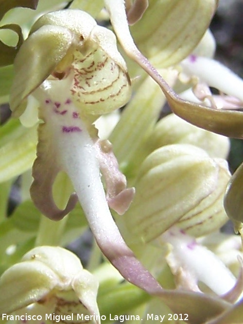 Orqudea del lagarto - Orqudea del lagarto. Tajos de San Marcos - Alcal la Real