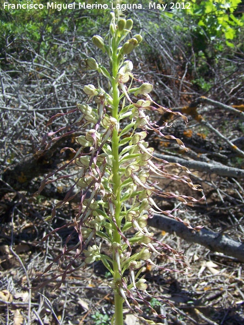 Orqudea del lagarto - Orqudea del lagarto. Tajos de San Marcos - Alcal la Real