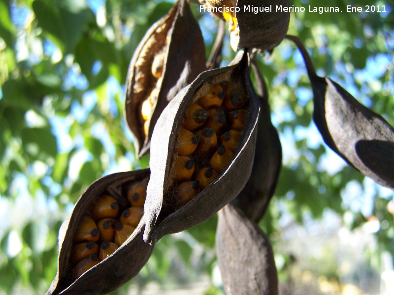 Arbol botella - Arbol botella. Fruto. Alharilla - Porcuna