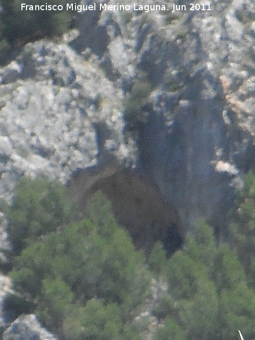 Cueva Palomera - Cueva Palomera. 