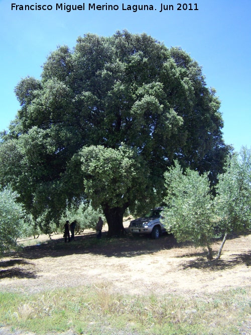 Encina de Juan el Canastero - Encina de Juan el Canastero. 