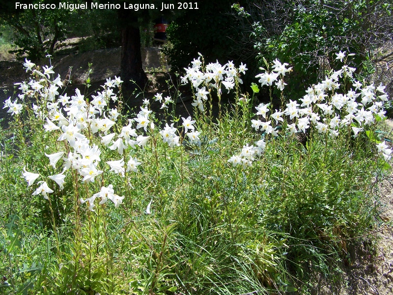 Azucena blanca - Azucena blanca. Los Villares