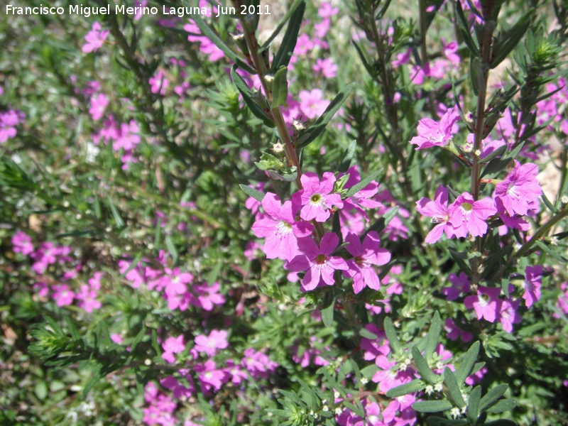 Salicaria menor - Salicaria menor. Baos de la Salvadora - Jamilena