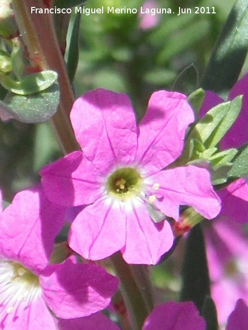 Salicaria menor - Salicaria menor. Baos de la Salvadora - Jamilena