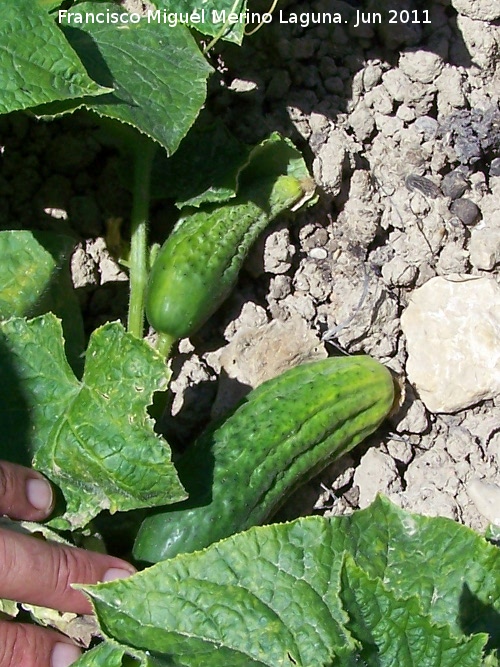 Pepino - Pepino. Fruto. Los Villares