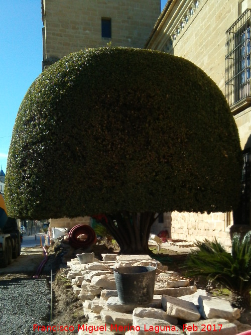 Laurel - Laurel. Laurel del Hospital de Santiago - �beda