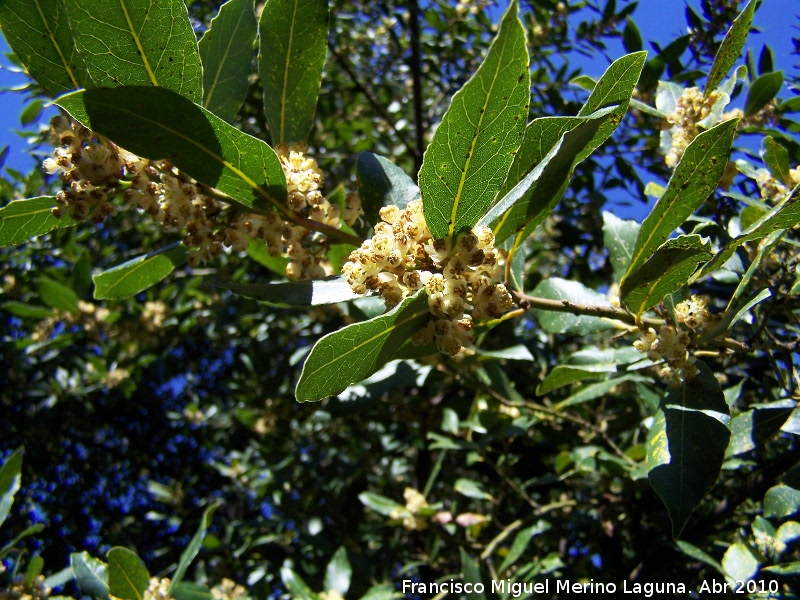 Laurel - Laurel. En flor. Jabalcuz (Jan)