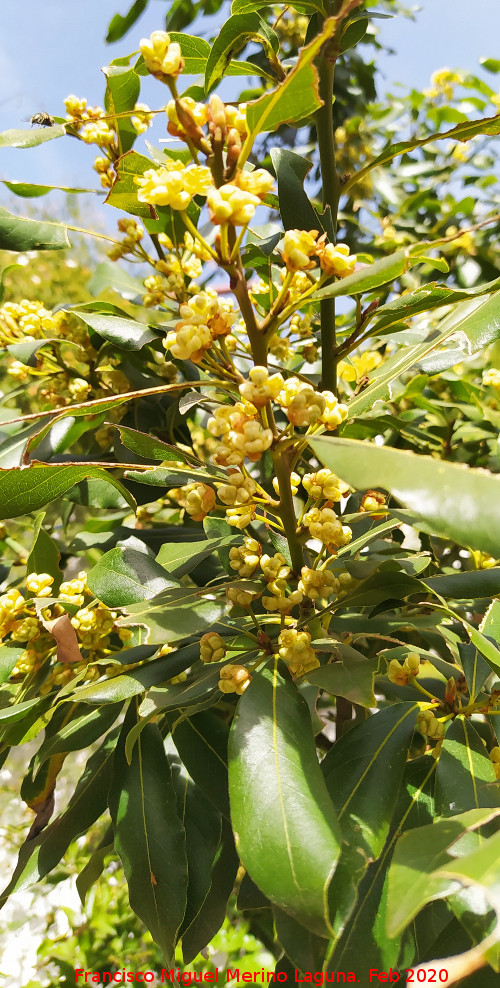 Laurel - Laurel. Flores. Navas de San Juan