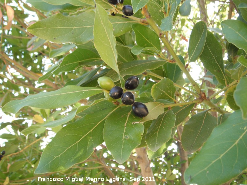 Laurel - Laurel. Parque del Seminario - Jan