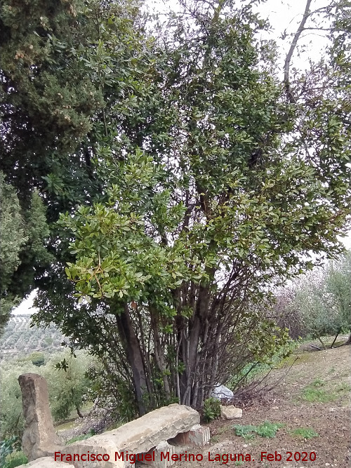 Laurel - Laurel. Mirador de Torrequebrada - Rus