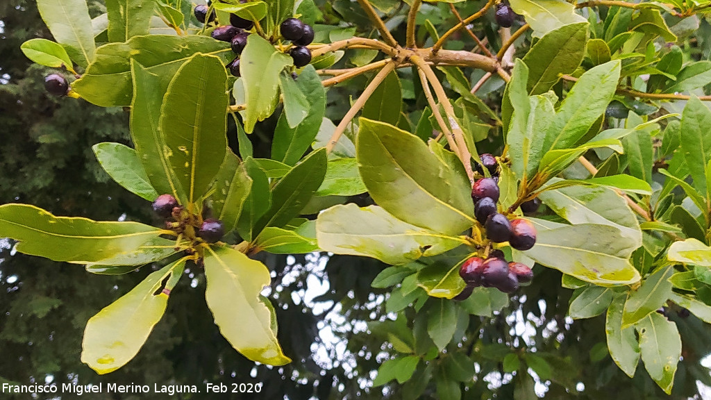 Laurel - Laurel. Frutos. Mirador de Torrequebrada - Rus