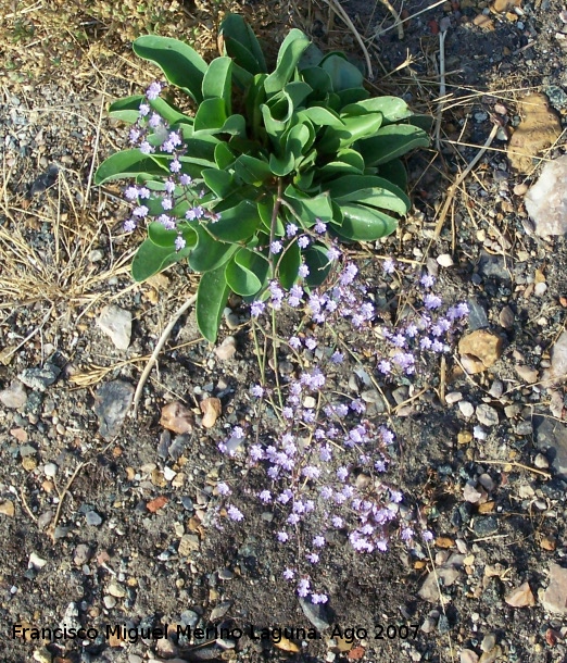 Lavanda de mar - Lavanda de mar. Santa Pola