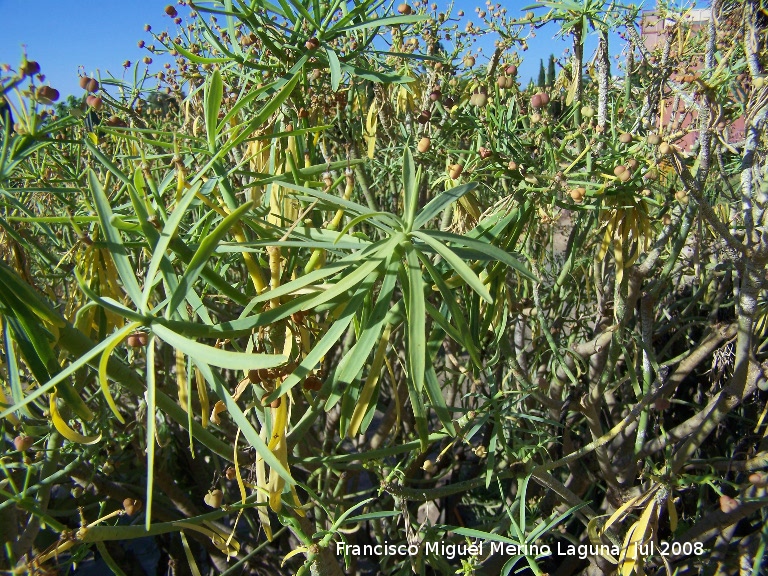 Tabaiba amarga - Tabaiba amarga. Benalmdena