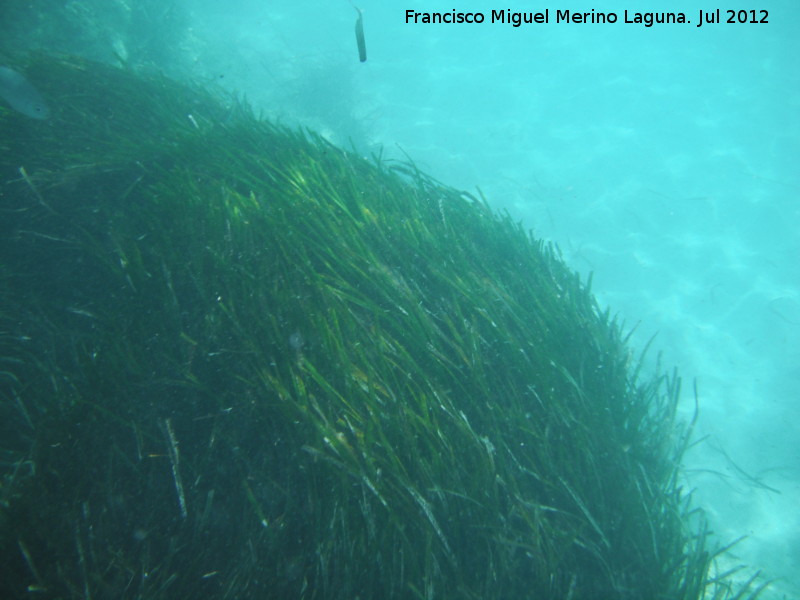 Posidonia - Posidonia. Isla de Tabarca - Alicante