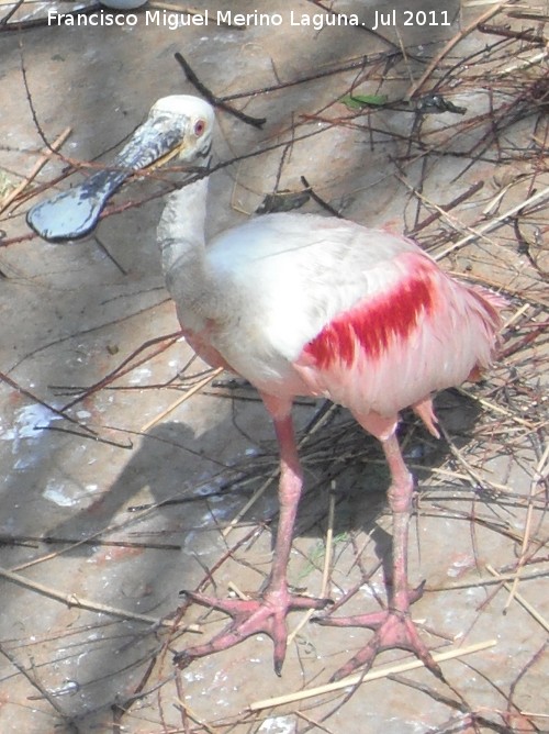 Pjaro Esptula Rosada - Pjaro Esptula Rosada. Valencia