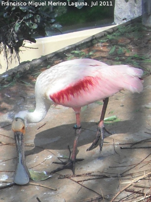 Pjaro Esptula Rosada - Pjaro Esptula Rosada. Valencia