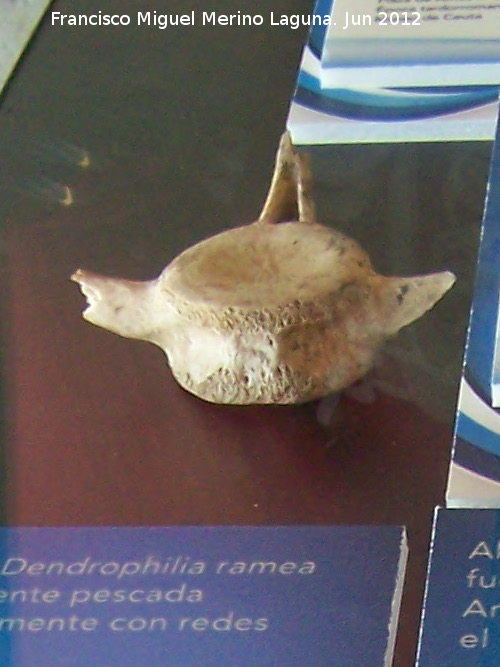 Delfn mular - Delfn mular. Vrtebra encontrada en la Puerta Califal (Ceuta). poca romana altoimperial siglo I d.C.
