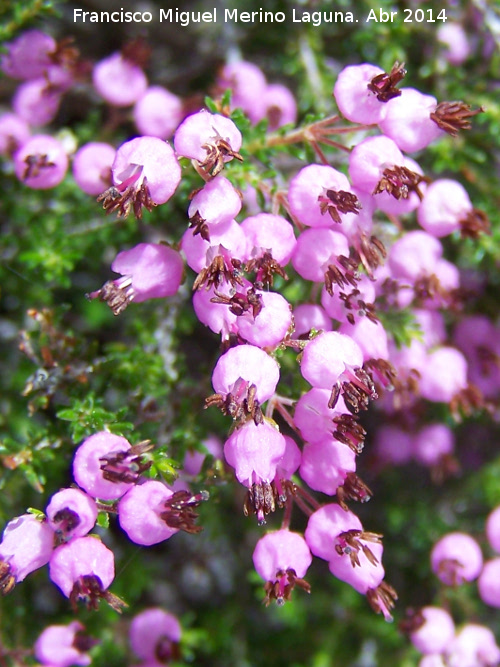 Brezo rubio - Brezo rubio. Flores. Sierra de Navalmanzano - Fuencaliente