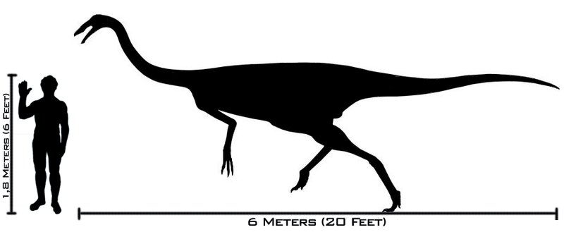 Gallimimus - Gallimimus. Comparacin con el hombre. Wikipedia