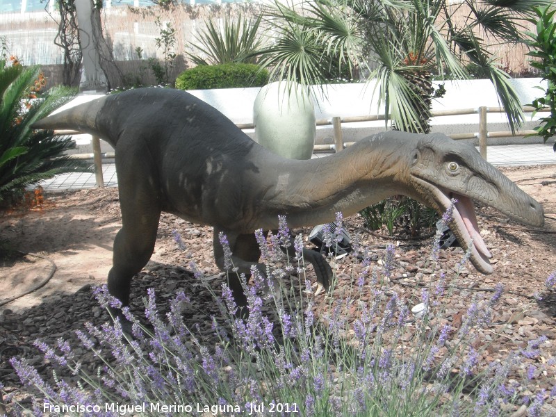 Gallimimus - Gallimimus. Valencia