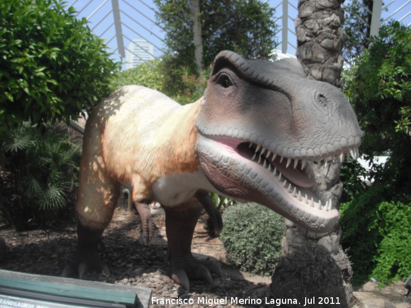 Tiranosaurio - Tiranosaurio. Valencia