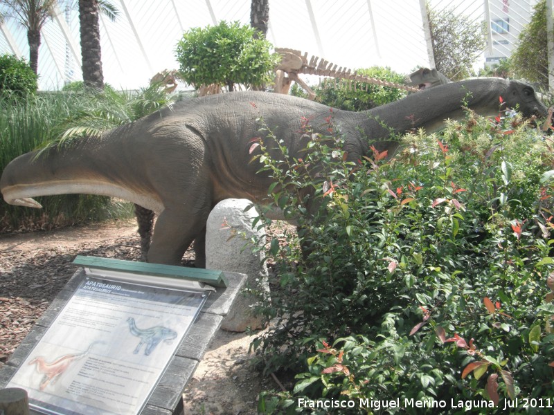 Apatosaurio - Apatosaurio. Valencia