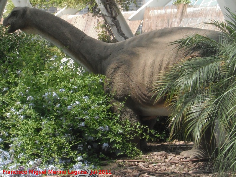 Apatosaurio - Apatosaurio. Valencia