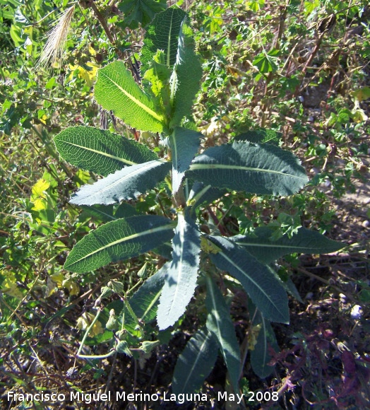 Lechuga silvestre - Lechuga silvestre. Navas de San Juan