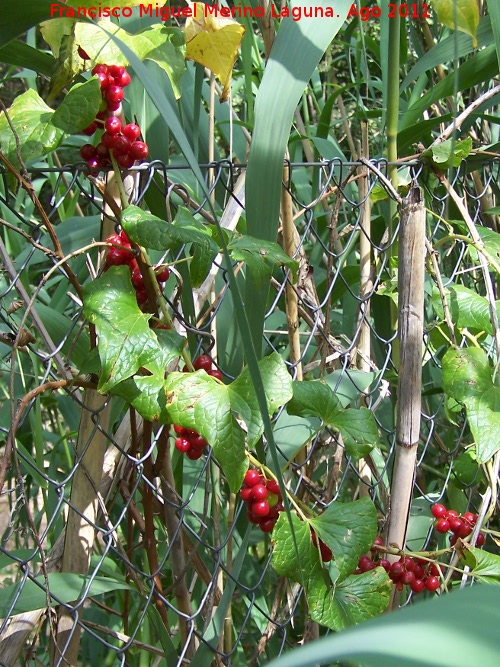 Grosellero - Grosellero. Pea del Olivar - Siles