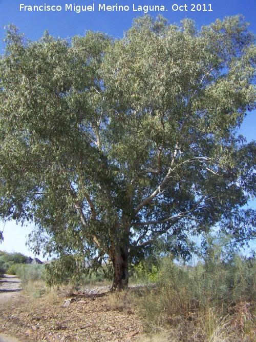 Eucalipto - Eucalipto. San Miguel - Linares