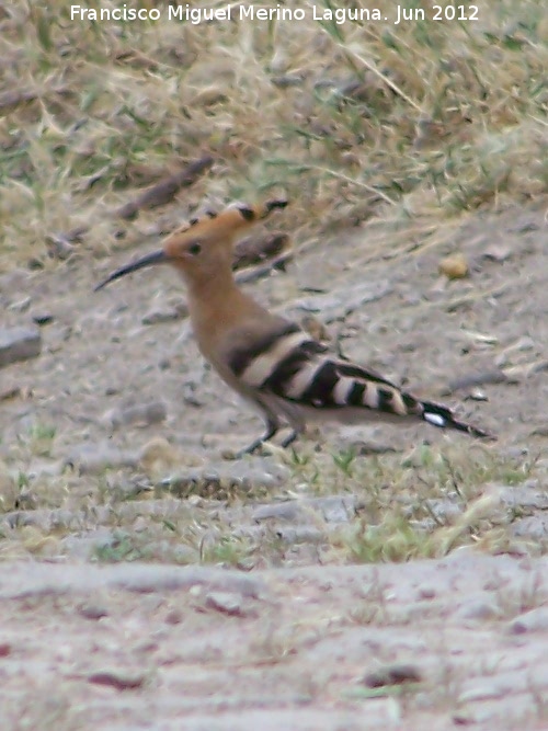 Pjaro Abubilla - Pjaro Abubilla. Paraje de la Corregidora - Sabiote