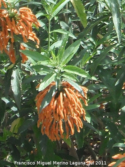 Bignonia de invierno - Bignonia de invierno. Valencia