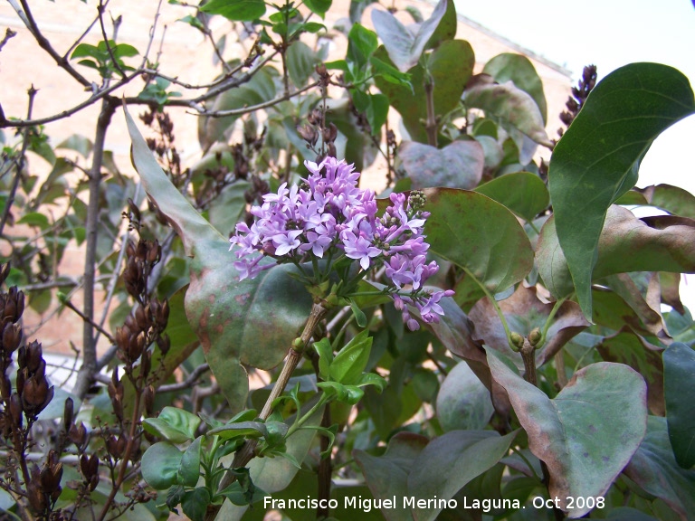 Lilo - Lilo. Aborto de lilas. Navas de San Juan