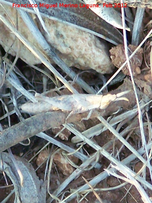 Saltamontes palo - Saltamontes palo. Cerro de la Atalaya - Navas de San Juan